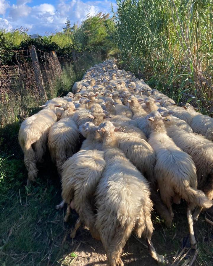 Agriturismo Orvile بوسادا المظهر الخارجي الصورة